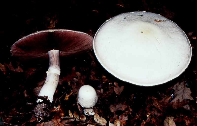 un MIX   per gli appassionati del Genere Agaricus